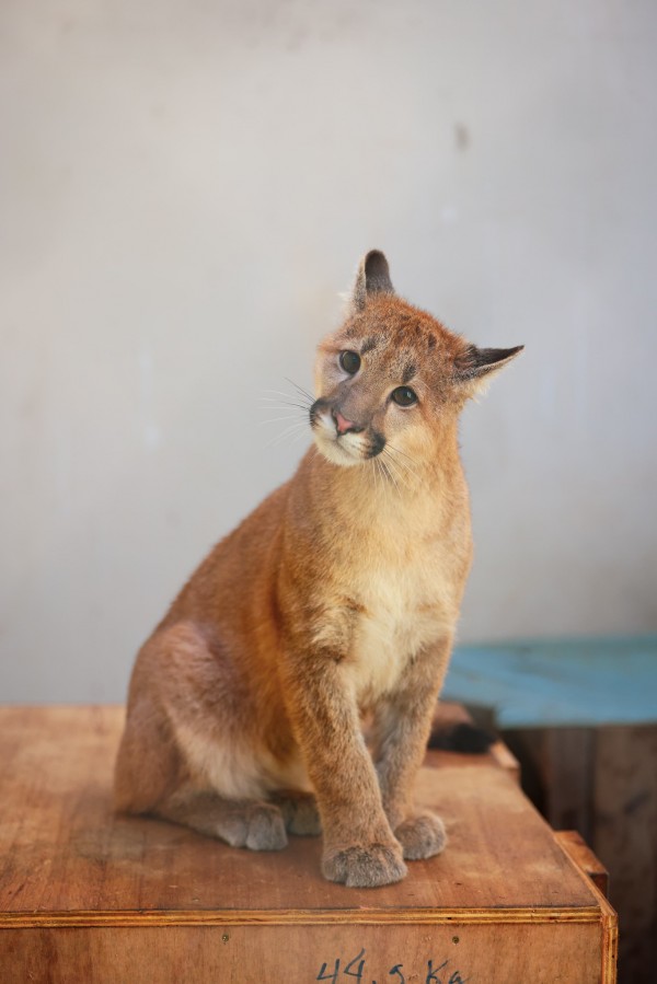 Close do filhote de puma sentado sobre uma caixa de madeira, olhando levemente de lado com expressão curiosa. O ambiente tem fundo claro e simples.