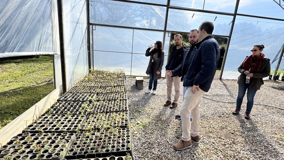 Cinco pessoas estão dentro de uma estufa agrícola, observando diversas mudas de plantas organizadas em bandejas sobre uma mesa longa. O ambiente é iluminado pela luz natural que entra pelas paredes e teto de plástico transparente da estufa. As pessoas estão vestidas com roupas de frio, sugerindo clima ameno ou frio. No chão, há pedrinhas espalhadas. Ao fundo, uma área externa gramada é parcialmente visível através da estrutura plástica da estufa.