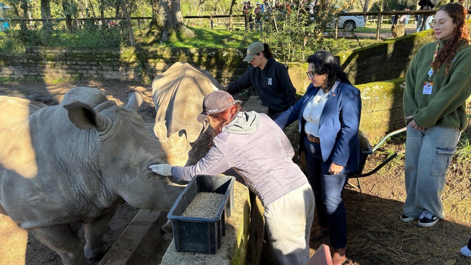 A foto mostra um rinoceronte cinza-claro, com um chifre proeminente, em primeiro plano à esquerda. Uma pessoa, vista de costas e vestindo uma jaqueta cinza e calça clara, está estendendo a mão para tocar o rosto do animal, que parece estar comendo algo de uma bandeja preta no chão. Outras pessoas, incluindo uma mulher de óculos e blazer azul e outra mulher de moletom verde, observam a interação. O ambiente é ao ar livre, com árvores e vegetação densa ao fundo, indicando um zoológico ou santuário. Uma cerca de madeira e uma parede baixa de tijolos também são visíveis. A iluminação é natural, com sombras projetadas no chão, sugerindo um dia ensolarado.