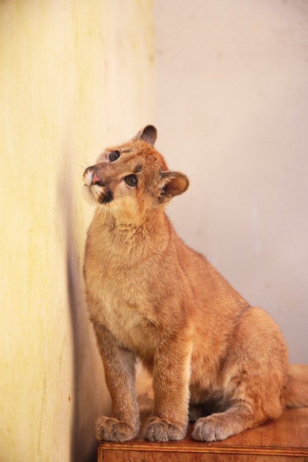 A foto mostra uma puma jovem de cor caramelo, sentada em uma superfície de madeira, encostada em uma parede clara. O animal tem olhos grandes e escuros e um nariz rosado com manchas escuras, e está olhando para cima e para a esquerda, com uma expressão curiosa. A parede à esquerda tem um tom amarelado, enquanto a parede à direita é mais clara, quase branca. A iluminação é suave e o fundo está ligeiramente desfocado, mantendo o foco total no animal.