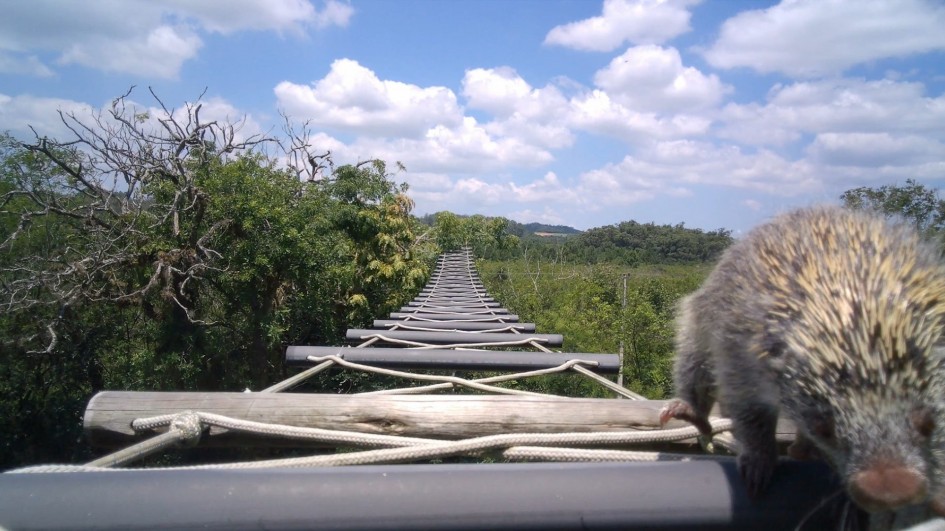 A foto é tirada do ponto de vista de um ouriço, com seus característicos espinhos marrons e brancos. O animal está em primeiro plano, parcialmente focado, caminhando sobre uma estrutura de madeira e cabos brancos, similar a uma pequena ponte suspensa. Ao fundo, estende-se uma área de mata verde sob um céu azul com nuvens brancas. A estrutura parece estar instalada em meio à natureza, possivelmente para a travessia de animais.
