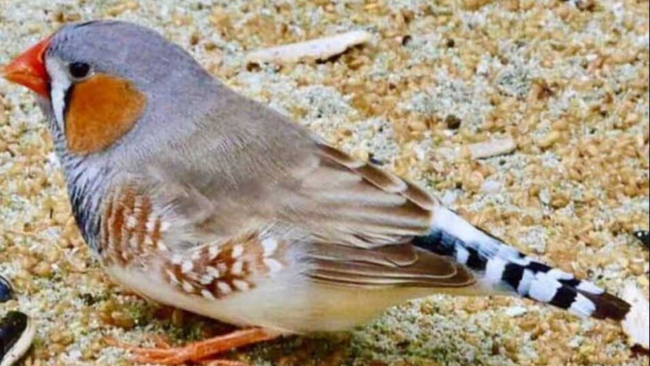 Foto de um pássaro de pequeno porte de lado. Ele tem coloração cinza, com bico pequeno alaranjado, e uma mancha branca e outra maior laranja abaixo do olho. O rabo é listrado em preto e branco.