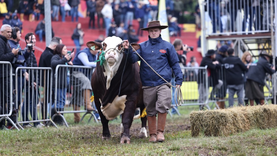 Uma pessoa com chapéu de couro e jaqueta azul, segurando a guia de um boi marrom e branco, caminha em um gramado. O animal, um Nelore, tem uma etiqueta verde pendurada na orelha. Ao fundo, há cercas, pessoas assistindo e fardos de feno. A cena captura a entrada de um animal no desfile de campeões da Expointer 2025.