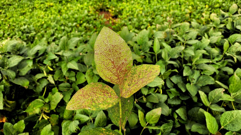 Foto de uma planta verde de tr&ecirc;s folhas tomada por manchas marrons. Ela se  encontra entre v&aacute;rias outras plantas ao redor, todas de cor verde.