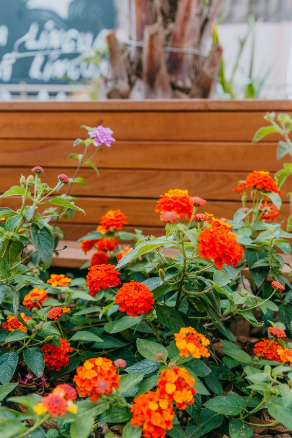 Foto mostra canteiro de plantas ornamentais