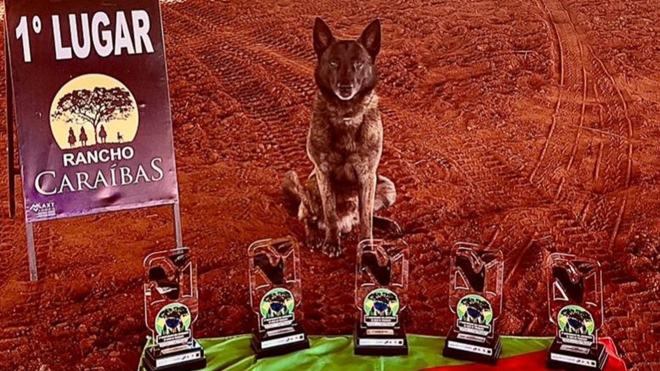 A imagem apresenta um cão de trabalho e troféus em um contexto que celebra uma conquista em um evento.

Elemento Central (Cão): No centro, posicionado em destaque, está um cão de trabalho (possivelmente um Pastor Belga Malinois ou similar, devido à coloração e porte) sentado e olhando diretamente para frente. O cão tem pelagem curta, predominantemente marrom-escura e tigrada.

Troféus: Em primeiro plano, dispostos em fila em frente ao cão, há cinco troféus transparentes com bases escuras, todos idênticos.

Bandeira: Os troféus estão colocados sobre uma bandeira que está estendida no chão. As cores visíveis da bandeira (verde, vermelho e amarelo) indicam ser a Bandeira do Rio Grande do Sul.

Placa: À esquerda do cão, há uma placa ou banner vertical. No topo, está escrito "1º LUGAR" em letras grandes e brancas. Abaixo, há um logotipo redondo com a imagem de uma árvore e a inscrição "RANCHO CARAÍBAS".

Fundo e Chão: O cão, os troféus e a placa estão em uma superfície de terra batida ou areia de cor avermelhada, típica de pistas de treinamento ou áreas rurais, que serve como fundo para a imagem.

Tema Geral: A imagem celebra a conquista de 1º Lugar em um evento realizado no Rancho Caraíbas, destacando o cão de trabalho e os troféus ganhos, com a bandeira do Rio Grande do Sul indicando a origem ou representação do ganhador.