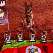 A imagem apresenta um cão de trabalho e troféus em um contexto que celebra uma conquista em um evento.

Elemento Central (Cão): No centro, posicionado em destaque, está um cão de trabalho (possivelmente um Pastor Belga Malinois ou similar, devido à coloração e porte) sentado e olhando diretamente para frente. O cão tem pelagem curta, predominantemente marrom-escura e tigrada.

Troféus: Em primeiro plano, dispostos em fila em frente ao cão, há cinco troféus transparentes com bases escuras, todos idênticos.

Bandeira: Os troféus estão colocados sobre uma bandeira que está estendida no chão. As cores visíveis da bandeira (verde, vermelho e amarelo) indicam ser a Bandeira do Rio Grande do Sul.

Placa: À esquerda do cão, há uma placa ou banner vertical. No topo, está escrito "1º LUGAR" em letras grandes e brancas. Abaixo, há um logotipo redondo com a imagem de uma árvore e a inscrição "RANCHO CARAÍBAS".

Fundo e Chão: O cão, os troféus e a placa estão em uma superfície de terra batida ou areia de cor avermelhada, típica de pistas de treinamento ou áreas rurais, que serve como fundo para a imagem.

Tema Geral: A imagem celebra a conquista de 1º Lugar em um evento realizado no Rancho Caraíbas, destacando o cão de trabalho e os troféus ganhos, com a bandeira do Rio Grande do Sul indicando a origem ou representação do ganhador.