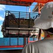 Foto mostra servidora em vistoria de cargas de frutas c&iacute;tricas