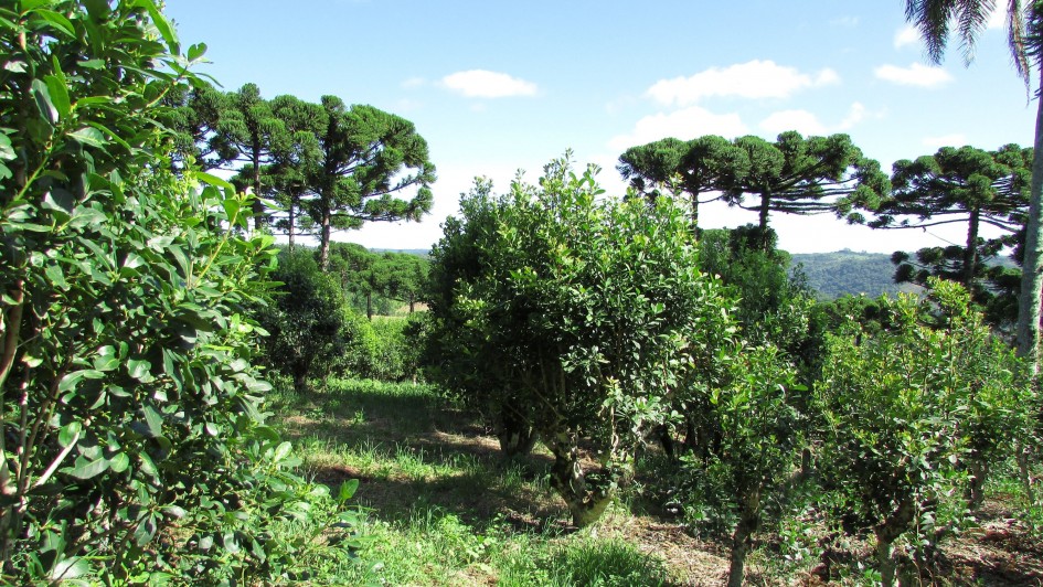 Foto mostra planta de erva mate