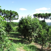 Foto mostra planta de erva mate