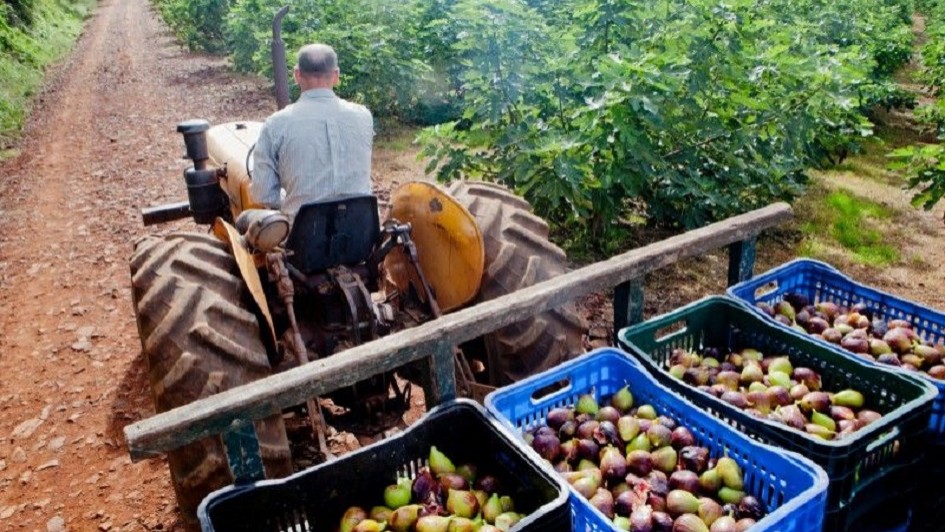 A imagem mostra um homem dirigindo um trator, carregando caixas cheias de figos. Ao fundo, h&aacute; uma planta&ccedil;&atilde;o de figueiras e uma estrada de ch&atilde;o. 