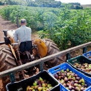 A imagem mostra um homem dirigindo um trator, carregando caixas cheias de figos. Ao fundo, h&aacute; uma planta&ccedil;&atilde;o de figueiras e uma estrada de ch&atilde;o. 