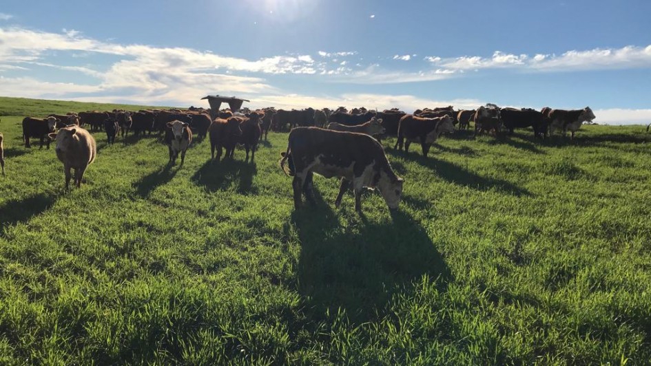 Foto mostra gado bovino no campo