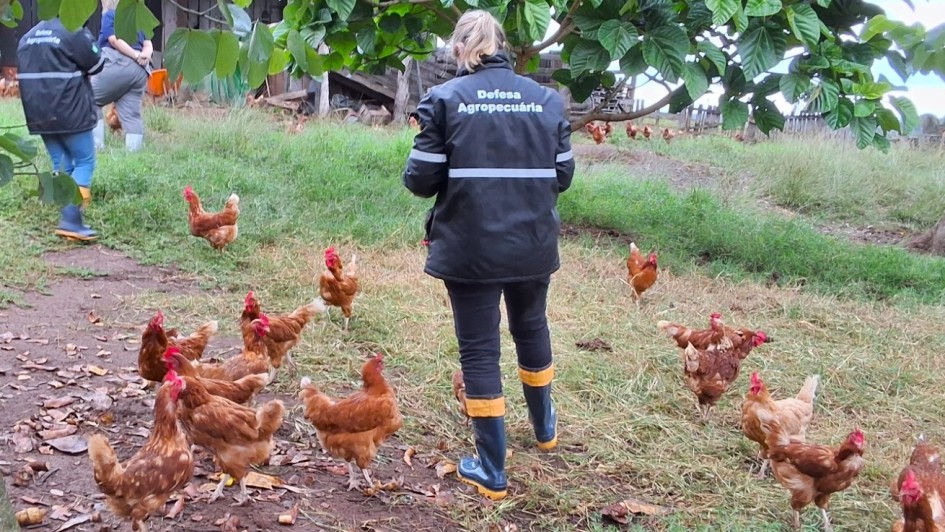 Programa de Sanidade Avícola do governo do Estado garante excelência da avicultura gaúcha