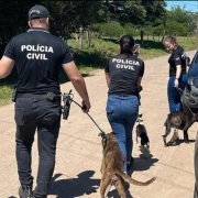 Tr&ecirc;s agentes da Pol&iacute;cia Civil caminham por uma estrada de terra, cada um conduzindo um cachorro com coleira.