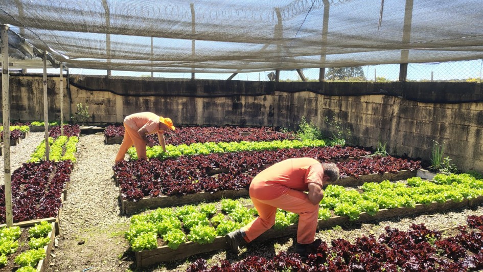 Imagem do trabalho de apenados em horta numa penitenci&aacute;ria