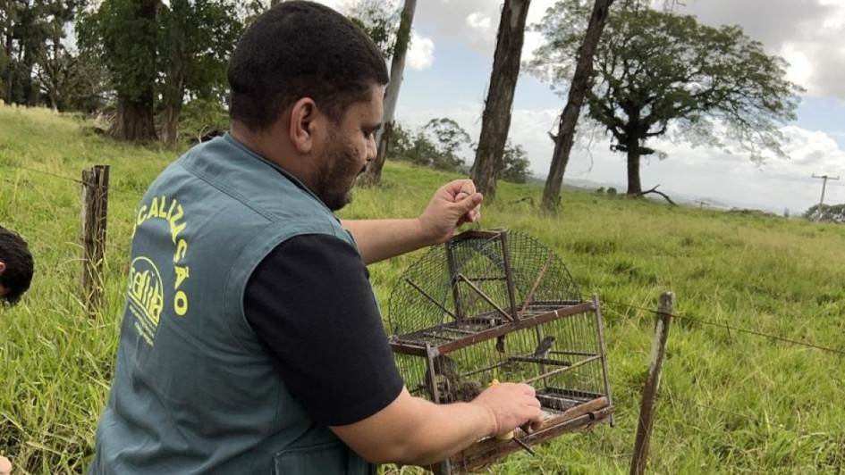 Foto mostra agente de fiscaliza&ccedil;&atilde;o da Sema com uma gaiola na m&atilde;o, abrindo a porta para um pequeno p&aacute;ssaro possa sair. A cena &eacute; em uma &aacute;rea de campo, com &aacute;rvores ao fundo.