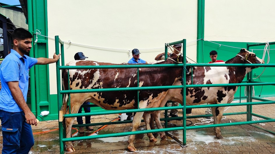 Primeiros bovinos a chegar para a feira s&atilde;o nove f&ecirc;meas da ra&ccedil;a holandesa da Cabanha Beffart, de Coqueiros do Sul
