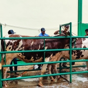Primeiros bovinos a chegar para a feira s&atilde;o nove f&ecirc;meas da ra&ccedil;a holandesa da Cabanha Beffart, de Coqueiros do Sul