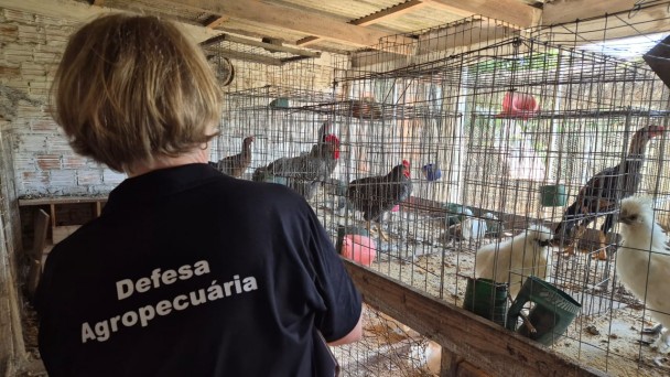 Uma mulher com camisa escrita &ldquo;Defesa Agropecu&aacute;ria&rdquo; observa galinhas e outras aves em gaiolas dentro de um galp&atilde;o de cria&ccedil;&atilde;o.