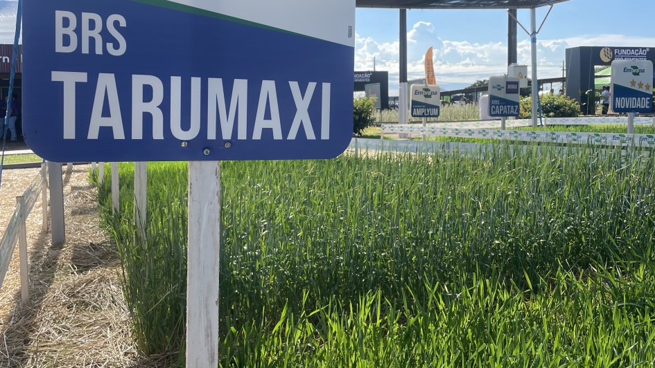 Programa de Sementes e Mudas Forrageiras do governo do Estado apresenta cultivares na Expodireto 2026