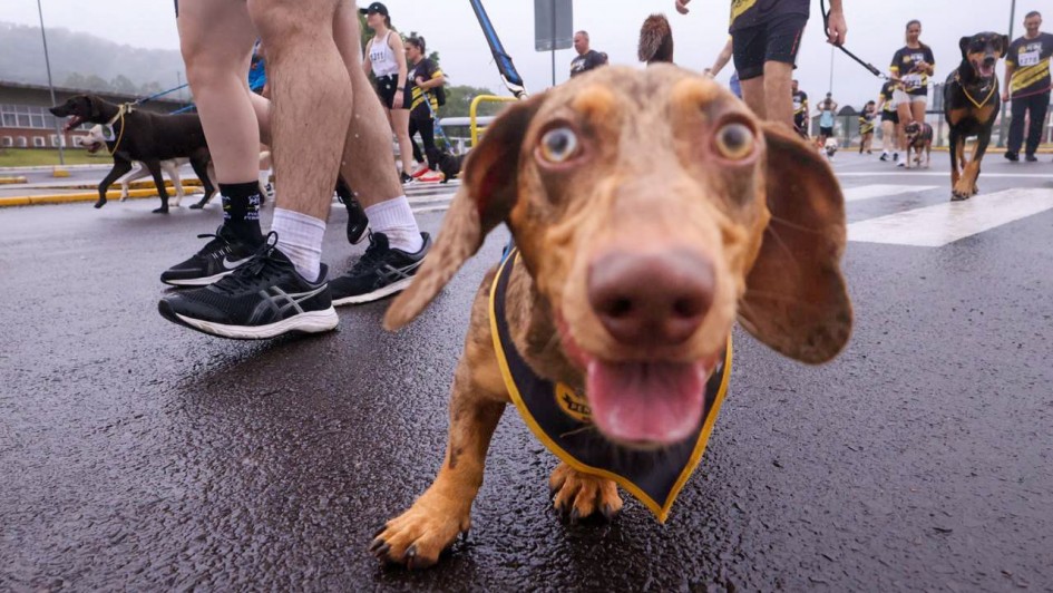 Foto mostra pessoas e cachorros
