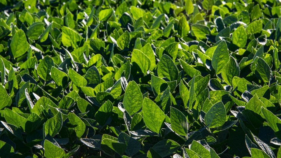 A imagem apresenta um plano fechado e detalhado de uma planta&ccedil;&atilde;o agr&iacute;cola saud&aacute;vel e vigorosa. A cena &eacute; preenchida inteiramente por folhas verdes densas, capturadas sob uma luz solar intensa que destaca suas texturas e formas.

Detalhes da Vegeta&ccedil;&atilde;o
As Folhas: As folhas possuem um formato ovalado com pontas levemente pontiagudas, caracter&iacute;sticas de culturas como a soja. Elas apresentam uma colora&ccedil;&atilde;o verde vibrante, com varia&ccedil;&otilde;es de tons devido &agrave; incid&ecirc;ncia de luz e sombra.

Textura: &Eacute; poss&iacute;vel observar as nervuras detalhadas na superf&iacute;cie das folhas. Algumas folhas est&atilde;o em foco n&iacute;tido em primeiro plano, enquanto as que est&atilde;o mais ao fundo apresentam um leve desfoque, criando uma sensa&ccedil;&atilde;o de profundidade e continuidade da planta&ccedil;&atilde;o.

Ilumina&ccedil;&atilde;o e Composi&ccedil;&atilde;o
Luz Solar: A ilumina&ccedil;&atilde;o &eacute; lateral e forte, vinda da parte superior direita. Isso cria um contraste marcante entre as &aacute;reas iluminadas, que parecem quase transl&uacute;cidas e de um verde mais claro, e as &aacute;reas de sombra profunda entre as camadas de folhagem.

&Acirc;ngulo: A foto foi tirada de um &acirc;ngulo superior, olhando diretamente para baixo sobre a planta&ccedil;&atilde;o, o que enfatiza a densidade e a uniformidade do cultivo. N&atilde;o h&aacute; presen&ccedil;a de solo vis&iacute;vel, sugerindo que as plantas j&aacute; cobrem completamente a &aacute;rea plantada.