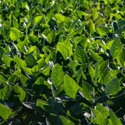 A imagem apresenta um plano fechado e detalhado de uma planta&ccedil;&atilde;o agr&iacute;cola saud&aacute;vel e vigorosa. A cena &eacute; preenchida inteiramente por folhas verdes densas, capturadas sob uma luz solar intensa que destaca suas texturas e formas.

Detalhes da Vegeta&ccedil;&atilde;o
As Folhas: As folhas possuem um formato ovalado com pontas levemente pontiagudas, caracter&iacute;sticas de culturas como a soja. Elas apresentam uma colora&ccedil;&atilde;o verde vibrante, com varia&ccedil;&otilde;es de tons devido &agrave; incid&ecirc;ncia de luz e sombra.

Textura: &Eacute; poss&iacute;vel observar as nervuras detalhadas na superf&iacute;cie das folhas. Algumas folhas est&atilde;o em foco n&iacute;tido em primeiro plano, enquanto as que est&atilde;o mais ao fundo apresentam um leve desfoque, criando uma sensa&ccedil;&atilde;o de profundidade e continuidade da planta&ccedil;&atilde;o.

Ilumina&ccedil;&atilde;o e Composi&ccedil;&atilde;o
Luz Solar: A ilumina&ccedil;&atilde;o &eacute; lateral e forte, vinda da parte superior direita. Isso cria um contraste marcante entre as &aacute;reas iluminadas, que parecem quase transl&uacute;cidas e de um verde mais claro, e as &aacute;reas de sombra profunda entre as camadas de folhagem.

&Acirc;ngulo: A foto foi tirada de um &acirc;ngulo superior, olhando diretamente para baixo sobre a planta&ccedil;&atilde;o, o que enfatiza a densidade e a uniformidade do cultivo. N&atilde;o h&aacute; presen&ccedil;a de solo vis&iacute;vel, sugerindo que as plantas j&aacute; cobrem completamente a &aacute;rea plantada.