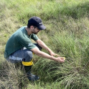 A imagem mostra uma pessoa agachada em uma &aacute;rea de campo natural, entre vegeta&ccedil;&atilde;o rasteira e gram&iacute;neas. A pessoa utiliza botas de borracha e veste roupas adequadas para trabalho de campo, segurando delicadamente uma pequena planta com flor amarela pr&oacute;xima ao solo. O ambiente &eacute; aberto, com vegeta&ccedil;&atilde;o t&iacute;pica de &aacute;rea campestre e ilumina&ccedil;&atilde;o natural.