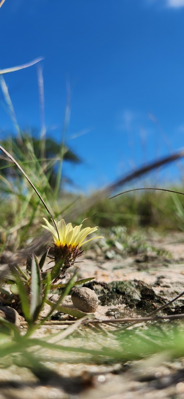 Registro em close de uma pequena flor amarela brotando diretamente do solo arenoso, cercada por folhas finas e gramíneas baixas. A foto é feita em ângulo baixo, com foco na flor e fundo desfocado composto por vegetação e céu azul intenso, destacando o contraste entre a planta e o ambiente natural.