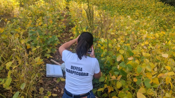 Esta &eacute; uma descri&ccedil;&atilde;o da imagem com foco em acessibilidade:

A fotografia colorida registra uma servidora p&uacute;blica realizando uma vistoria t&eacute;cnica em uma planta&ccedil;&atilde;o agr&iacute;cola, focada no combate a pragas.

Detalhes da cena:

A servidora: Uma mulher de cabelos escuros presos em um rabo de cavalo &eacute; vista de costas, agachada entre as plantas. Ela veste uma camiseta branca com a inscri&ccedil;&atilde;o "DEFESA AGROPECU&Aacute;RIA" em letras pretas nas costas e cal&ccedil;a jeans azul. Ela utiliza um dispositivo celular para fotografar ou registrar dados da vegeta&ccedil;&atilde;o.

A planta&ccedil;&atilde;o: A servidora est&aacute; em meio a um campo de cultivo (possivelmente soja) que apresenta folhas em tons de verde e amarelo. No centro da imagem, destaca-se uma planta invasora mais alta e ereta, com uma infloresc&ecirc;ncia alongada e esverdeada, identificada como a praga caruru-gigante.

Equipamento de campo: Ao lado da servidora, no ch&atilde;o, h&aacute; uma pasta t&eacute;cnica transparente com documentos e outros itens de apoio para a fiscaliza&ccedil;&atilde;o.

O ambiente: Ao fundo, a planta&ccedil;&atilde;o se estende at&eacute; uma linha de mata nativa densa e verde sob um c&eacute;u claro.

Composi&ccedil;&atilde;o e ilumina&ccedil;&atilde;o: A foto &eacute; tirada de um &acirc;ngulo levemente superior, capturando a servidora inserida diretamente no contexto do problema fitossanit&aacute;rio. A luz solar &eacute; direta e natural, evidenciando as cores da vegeta&ccedil;&atilde;o e os detalhes da planta invasora.