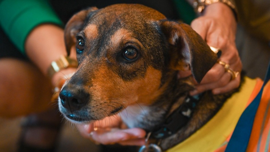 Foto mostra um close em um cachorro de pelagem marrom. Ele &eacute; segurado por uma mulher. Ele est&aacute; com coleira e aparece parte da roupinha usada por ele.