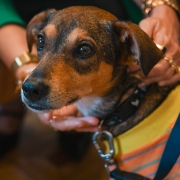 Foto mostra um close em um cachorro de pelagem marrom. Ele &eacute; segurado por uma mulher. Ele est&aacute; com coleira e aparece parte da roupinha usada por ele.