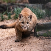 Puma Zoo Sapucaia do Sul abr26 (1)