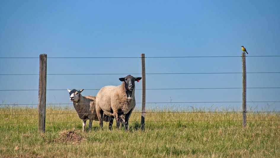 A fotografia apresenta uma cena rural tranquila sob um c&eacute;u azul limpo e sem nuvens. O foco central da composi&ccedil;&atilde;o s&atilde;o dois animais em um pasto.

Elementos Principais
Os Ovinos: Dois ovinos (ovelhas) est&atilde;o posicionados no centro da imagem, atr&aacute;s de uma cerca.

Ovelha da direita: &Eacute; a maior das duas e possui o corpo coberto por l&atilde; espessa de cor clara (creme). Sua cabe&ccedil;a e orelhas s&atilde;o inteiramente pretas, e ela olha diretamente para a c&acirc;mera. H&aacute; um pequeno brinco de identifica&ccedil;&atilde;o vermelho em sua orelha esquerda.

Ovelha da esquerda: Menor e com l&atilde; totalmente clara, inclusive na cabe&ccedil;a. Ela est&aacute; posicionada um pouco atr&aacute;s e olha para o lado esquerdo da imagem.

A Cerca: Uma cerca de arame liso com cinco fios esticados horizontalmente atravessa a imagem. Os fios s&atilde;o sustentados por mour&otilde;es (postes) de madeira r&uacute;stica e escurecida.

P&aacute;ssaro em Destaque: No canto direito da imagem, um pequeno p&aacute;ssaro de peito amarelo (possivelmente um bem-te-vi ou similar) est&aacute; pousado no topo de um dos mour&otilde;es da cerca.

Paisagem: O ch&atilde;o &eacute; coberto por uma vegeta&ccedil;&atilde;o de grama baixa em tons de verde e amarelo seco, caracter&iacute;stica de pastagens naturais. O horizonte &eacute; baixo, deixando a maior parte da imagem ocupada pelo azul vibrante do c&eacute;u.

Resumo visual: A imagem retrata a serenidade do campo, destacando a cria&ccedil;&atilde;o de ovinos e a fauna local em um dia ensolarado e de visibilidade clara.
