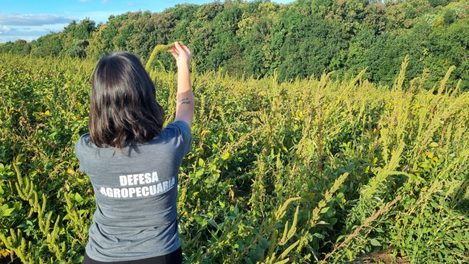 Esta fotografia registra uma atividade de fiscaliza&ccedil;&atilde;o ou pesquisa em uma &aacute;rea de cultivo agr&iacute;cola.

Elementos Principais e A&ccedil;&otilde;es
A Fiscal: No primeiro plano, vemos uma mulher de costas para a c&acirc;mera. Ela veste uma camiseta cinza com a inscri&ccedil;&atilde;o "DEFESA AGROPECU&Aacute;RIA" em letras brancas destacadas nas costas. Ela est&aacute; com os bra&ccedil;os erguidos, segurando e analisando a extremidade de uma planta alta e verde.

A Vegeta&ccedil;&atilde;o: Ela est&aacute; em meio a uma planta&ccedil;&atilde;o densa. &Agrave; sua frente e ao redor, h&aacute; uma grande quantidade de plantas altas, identificadas pelo t&iacute;tulo do arquivo como uma esp&eacute;cie de caruru, que apresentam longas infloresc&ecirc;ncias verdes e ramificadas. Entre essas plantas, nota-se o que parece ser uma cultura de soja mais rasteira.

Cen&aacute;rio e Ambiente
Paisagem: Ao fundo, a planta&ccedil;&atilde;o se estende at&eacute; encontrar uma linha de &aacute;rvores de mata nativa bem densa e verde. O c&eacute;u, vis&iacute;vel no canto superior esquerdo, apresenta algumas nuvens leves sob a luz do dia.

Atmosfera: A imagem transmite uma sensa&ccedil;&atilde;o de monitoramento t&eacute;cnico e cuidado com a sanidade vegetal no campo.

Contexto
De acordo com o t&iacute;tulo do arquivo, a imagem ilustra o trabalho de campo para descartar a presen&ccedil;a do "caruru-gigante" no Rio Grande do Sul, enquanto se monitoram outras esp&eacute;cies resistentes que preocupam os produtores rurais.