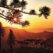 Paisagem natural ao p&ocirc;r do sol, com silhuetas de arauc&aacute;rias em destaque diante de um horizonte de montanhas em camadas. A luz dourada atravessa os galhos em primeiro plano, criando contraste entre sombras escuras e c&eacute;u em tons quentes de laranja e amarelo.