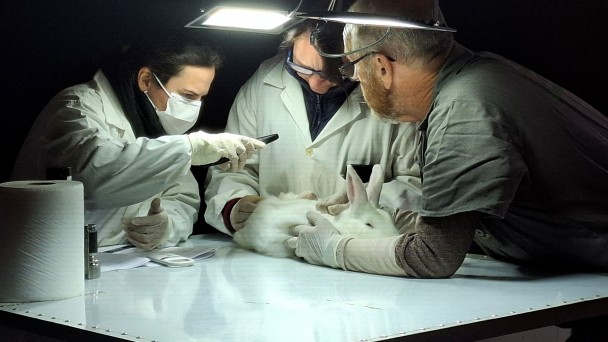 Atendimento veterin&aacute;rio em ambiente controlado, com coelho sobre mesa de exame sendo manipulado por equipe com jalecos, luvas e ilumina&ccedil;&atilde;o direcionada. H&aacute; instrumentos e papel de apoio sobre a bancada, em cen&aacute;rio t&eacute;cnico voltado &agrave; avalia&ccedil;&atilde;o cl&iacute;nica de pequenos animais.