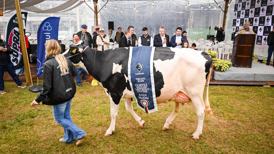 Desfile de premia&ccedil;&atilde;o com bovino leiteiro conduzido em pista, exibindo faixa com identifica&ccedil;&atilde;o de campe&atilde; do concurso. Ao fundo, h&aacute; plateia sob tenda, palco com p&uacute;lpito e banners institucionais, caracterizando cerim&ocirc;nia oficial da Fenasul/Expoleite.
