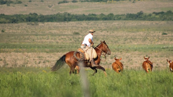 Foto mostra cavaleiro montado em um cavalo marrom, em um campo de pastagem verde. Ele est&aacute; correndo atr&aacute;s do gado, tr&ecirc;s animais, tamb&eacute;m marrons aparecem correndo no campo. 