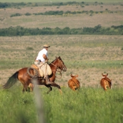 Foto mostra cavaleiro montado em um cavalo marrom, em um campo de pastagem verde. Ele est&aacute; correndo atr&aacute;s do gado, tr&ecirc;s animais, tamb&eacute;m marrons aparecem correndo no campo. 