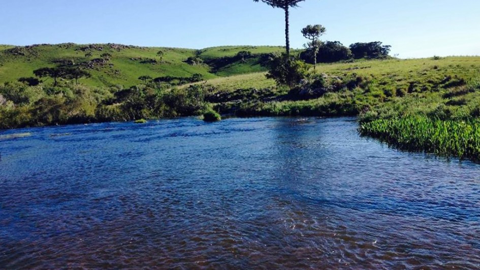 A fotografia em plano geral mostra uma paisagem natural t&iacute;pica dos Campos de Cima da Serra, no Rio Grande do Sul, com um rio em primeiro plano em um dia ensolarado.

Primeiro Plano: Um rio de &aacute;guas limpas e mansas cruza horizontalmente a metade inferior da imagem. A &aacute;gua apresenta tons de azul-escuro no centro e nuances transl&uacute;cidas que revelam o fundo de pedras e cascalhos na margem mais pr&oacute;xima &agrave; c&acirc;mera. Na margem direita, h&aacute; uma pequena por&ccedil;&atilde;o de vegeta&ccedil;&atilde;o aqu&aacute;tica verde e densa.

Segundo Plano e Relevo: Na margem oposta do rio, ergue-se uma paisagem de coxilhas (colinas suaves e onduladas) cobertas por vegeta&ccedil;&atilde;o rasteira e pastagem nativa em tons de verde-claro.

A Flora de Destaque: No topo de uma das eleva&ccedil;&otilde;es, ligeiramente &agrave; direita do centro, destaca-se uma imponente Arauc&aacute;ria (Araucaria angustifolia), tamb&eacute;m conhecida como pinheiro-do-paran&aacute;, com seu tronco longo e copa caracter&iacute;stica em formato de c&aacute;lice. Outras arauc&aacute;rias menores e pequenos cap&otilde;es de mata nativa pontuam o fundo da paisagem &agrave; esquerda.

O C&eacute;u: O c&eacute;u ocupa o ter&ccedil;o superior da imagem e est&aacute; completamente limpo, exibindo um tom azul-claro uniforme e sem nuvens, indicando um clima firme e alta luminosidade.

A imagem exibe a preserva&ccedil;&atilde;o das caracter&iacute;sticas originais do bioma Mata Atl&acirc;ntica e dos campos sulinos, transmitindo serenidade e equil&iacute;brio ambiental.