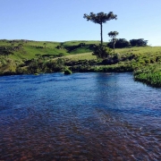 A fotografia em plano geral mostra uma paisagem natural t&iacute;pica dos Campos de Cima da Serra, no Rio Grande do Sul, com um rio em primeiro plano em um dia ensolarado.

Primeiro Plano: Um rio de &aacute;guas limpas e mansas cruza horizontalmente a metade inferior da imagem. A &aacute;gua apresenta tons de azul-escuro no centro e nuances transl&uacute;cidas que revelam o fundo de pedras e cascalhos na margem mais pr&oacute;xima &agrave; c&acirc;mera. Na margem direita, h&aacute; uma pequena por&ccedil;&atilde;o de vegeta&ccedil;&atilde;o aqu&aacute;tica verde e densa.

Segundo Plano e Relevo: Na margem oposta do rio, ergue-se uma paisagem de coxilhas (colinas suaves e onduladas) cobertas por vegeta&ccedil;&atilde;o rasteira e pastagem nativa em tons de verde-claro.

A Flora de Destaque: No topo de uma das eleva&ccedil;&otilde;es, ligeiramente &agrave; direita do centro, destaca-se uma imponente Arauc&aacute;ria (Araucaria angustifolia), tamb&eacute;m conhecida como pinheiro-do-paran&aacute;, com seu tronco longo e copa caracter&iacute;stica em formato de c&aacute;lice. Outras arauc&aacute;rias menores e pequenos cap&otilde;es de mata nativa pontuam o fundo da paisagem &agrave; esquerda.

O C&eacute;u: O c&eacute;u ocupa o ter&ccedil;o superior da imagem e est&aacute; completamente limpo, exibindo um tom azul-claro uniforme e sem nuvens, indicando um clima firme e alta luminosidade.

A imagem exibe a preserva&ccedil;&atilde;o das caracter&iacute;sticas originais do bioma Mata Atl&acirc;ntica e dos campos sulinos, transmitindo serenidade e equil&iacute;brio ambiental.