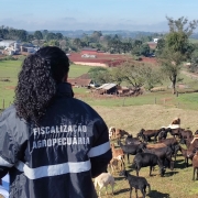 Propriedade vistoriada em Lajeado   mat&eacute;ria maio26
