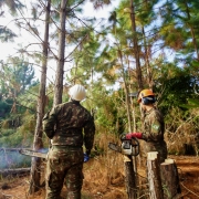 Governo do Estado realiza a&ccedil;&atilde;o em parceria com o Ex&eacute;rcito Brasileiro para controle de pinus no Parque Estadual de Itapu&atilde;