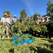 A imagem mostra um grupo de pessoas em uma planta&ccedil;&atilde;o, usando chap&eacute;us de palha e segurando ramos de erva-mate sobre uma lona azul, em um cen&aacute;rio ao ar livre com vegeta&ccedil;&atilde;o e c&eacute;u claro.