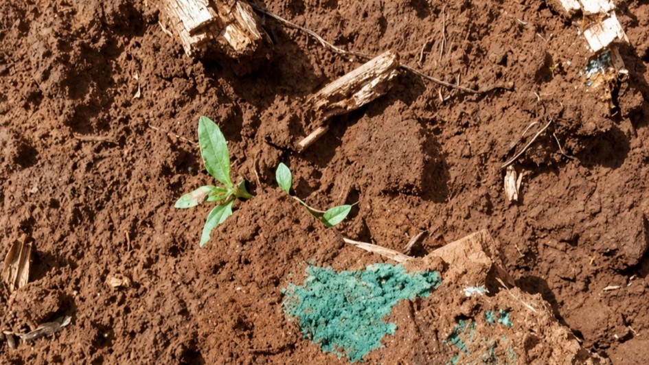 Foto mostra o solo com terra vermelha &uacute;mida e uma planta verde que come&ccedil;a a brotar. H&aacute; tamb&eacute;m uma mancha esverdeada de um fungo que se desenvolveu na terra.   