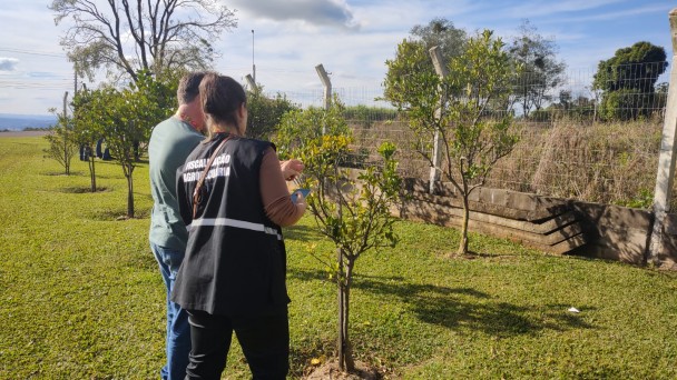 A fotografia em plano m&eacute;dio e &acirc;ngulo diagonal registra uma atividade de inspe&ccedil;&atilde;o fitossanit&aacute;ria ao ar livre, identificada pelo t&iacute;tulo do arquivo como a erradica&ccedil;&atilde;o de foco de greening e monitoramento de &aacute;rea pela secretaria de Agricultura.

A&ccedil;&atilde;o e Integrantes
Os Inspetores: Duas pessoas est&atilde;o em primeiro plano, vistas de costas e de perfil parcial esquerdo. Uma mulher, &agrave; direita, veste cal&ccedil;a escura e um colete de identifica&ccedil;&atilde;o preto com faixas refletivas brancas, onde se l&ecirc; em letras mai&uacute;sculas: "FISCALIZA&Ccedil;&Atilde;O AGROPECU&Aacute;RIA". Ela segura um dispositivo m&oacute;vel (como um tablet ou smartphone) para registrar os dados. Ao lado dela, &agrave; esquerda, um homem veste camiseta verde-clara e cal&ccedil;a jeans azul.

O Alvo da Inspe&ccedil;&atilde;o: Ambos est&atilde;o voltados para uma pequena &aacute;rvore c&iacute;trica jovem (um p&eacute; de laranja ou lim&atilde;o) plantada em um gramado. Eles examinam de perto as folhas e os galhos da planta em busca de sinais de pragas ou anomalias.

O Ambiente
Cen&aacute;rio: O local &eacute; uma &aacute;rea gramada bem cuidada onde h&aacute; outras pequenas &aacute;rvores semelhantes plantadas em linha. Ao fundo, o terreno &eacute; delimitado por uma cerca de tela de arame sustentada por mour&otilde;es de concreto inclina&ccedil;&otilde;es na ponta.

Elementos de Entorno: Atr&aacute;s da cerca, h&aacute; uma mureta baixa feita de blocos ou placas de concreto sobrepostas, seguida por uma &aacute;rea de vegeta&ccedil;&atilde;o densa e mato alto. Mais ao fundo, &agrave; esquerda, avista-se um trecho de asfalto ou estrada e o relevo de morros sob um horizonte distante.

Ilumina&ccedil;&atilde;o: A cena &eacute; iluminada por luz solar direta e natural, projetando sombras n&iacute;tidas no gramado verde. O c&eacute;u apresenta-se azul claro com algumas nuvens brancas dispersas.