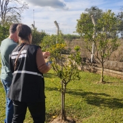 A fotografia em plano m&eacute;dio e &acirc;ngulo diagonal registra uma atividade de inspe&ccedil;&atilde;o fitossanit&aacute;ria ao ar livre, identificada pelo t&iacute;tulo do arquivo como a erradica&ccedil;&atilde;o de foco de greening e monitoramento de &aacute;rea pela secretaria de Agricultura.

A&ccedil;&atilde;o e Integrantes
Os Inspetores: Duas pessoas est&atilde;o em primeiro plano, vistas de costas e de perfil parcial esquerdo. Uma mulher, &agrave; direita, veste cal&ccedil;a escura e um colete de identifica&ccedil;&atilde;o preto com faixas refletivas brancas, onde se l&ecirc; em letras mai&uacute;sculas: "FISCALIZA&Ccedil;&Atilde;O AGROPECU&Aacute;RIA". Ela segura um dispositivo m&oacute;vel (como um tablet ou smartphone) para registrar os dados. Ao lado dela, &agrave; esquerda, um homem veste camiseta verde-clara e cal&ccedil;a jeans azul.

O Alvo da Inspe&ccedil;&atilde;o: Ambos est&atilde;o voltados para uma pequena &aacute;rvore c&iacute;trica jovem (um p&eacute; de laranja ou lim&atilde;o) plantada em um gramado. Eles examinam de perto as folhas e os galhos da planta em busca de sinais de pragas ou anomalias.

O Ambiente
Cen&aacute;rio: O local &eacute; uma &aacute;rea gramada bem cuidada onde h&aacute; outras pequenas &aacute;rvores semelhantes plantadas em linha. Ao fundo, o terreno &eacute; delimitado por uma cerca de tela de arame sustentada por mour&otilde;es de concreto inclina&ccedil;&otilde;es na ponta.

Elementos de Entorno: Atr&aacute;s da cerca, h&aacute; uma mureta baixa feita de blocos ou placas de concreto sobrepostas, seguida por uma &aacute;rea de vegeta&ccedil;&atilde;o densa e mato alto. Mais ao fundo, &agrave; esquerda, avista-se um trecho de asfalto ou estrada e o relevo de morros sob um horizonte distante.

Ilumina&ccedil;&atilde;o: A cena &eacute; iluminada por luz solar direta e natural, projetando sombras n&iacute;tidas no gramado verde. O c&eacute;u apresenta-se azul claro com algumas nuvens brancas dispersas.