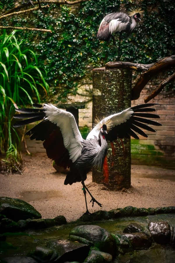 A fotografia em plano inteiro e vertical registra duas aves da espécie grou-coroado em um recinto que simula seu habitat natural. O título do arquivo indica que o espaço é adaptado para garantir o bem-estar e a conservação dos animais.

### **As Aves (Grous-Coroados)**

* **Ação e Ave Principal:** No centro da imagem, um grou-coroado destaca-se em uma pose dinâmica de exibição. Ele está equilibrado sobre a perna direita, enquanto a perna esquerda está suspensa no ar com as garras abertas. A ave está com as duas grandes asas amplamente abertas e arqueadas para cima, revelando a plumagem interna branca que contrasta com as pontas e bordas externas de penas pretas e marrons. Seu corpo tem penas em tons de cinza texturizado.
* **Detalhes da Cabeça:** A ave possui no topo da cabeça uma crista ou coroa rígida e radiante de penas douradas finas. Na bochecha, nota-se uma mancha branca com detalhes vermelhos e um bico curto escuro. Na perna de apoio, há uma pequena anilha verde de identificação técnica.
* **Segunda Ave:** No canto superior direito, posicionada ao fundo e mais alta sobre um galho ou estrutura, avista-se uma segunda ave da mesma espécie, de perfil, com as asas fechadas e a plumagem cinza, branca e preta recolhida.

### **O Ambiente Adaptado**

* **Solo e Água:** O chão do recinto é composto por terra batida ou areia úmida em tom bege claro. Na parte inferior, em primeiro plano, há uma pequena borda de pedras irregulares e escuras cobertas por lodo verde, delimitando o que parece ser um pequeno curso ou espelho d'água.
* **Elementos Cenográficos:** Logo atrás da ave central, há um grosso tronco vertical de árvore cortado (um poleiro ou base estrutural), com marcas de musgo verde e uma listra avermelhada. Um grande galho seco estende-se horizontalmente a partir dele para o lado direito.
* **Vegetação e Fundo:** A parede ao fundo é revestida por tijolos aparentes na lateral direita e totalmente coberta por uma densa trepadeira de folhas verdes escuras no restante do cenário. À esquerda, arbustos com longas folhas verdes e finas (semelhantes a capim alto) completam a ambientação. A iluminação é natural e focada, destacando os detalhes das asas abertas da ave em primeiro plano.